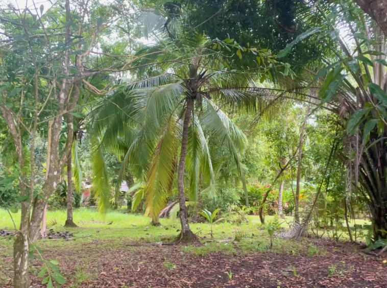 La-Virgen-Lots-palm-tree