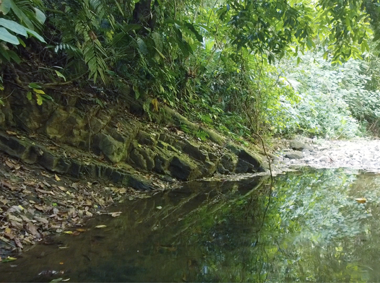cuervito-pavones-finca-dulce-pure-water