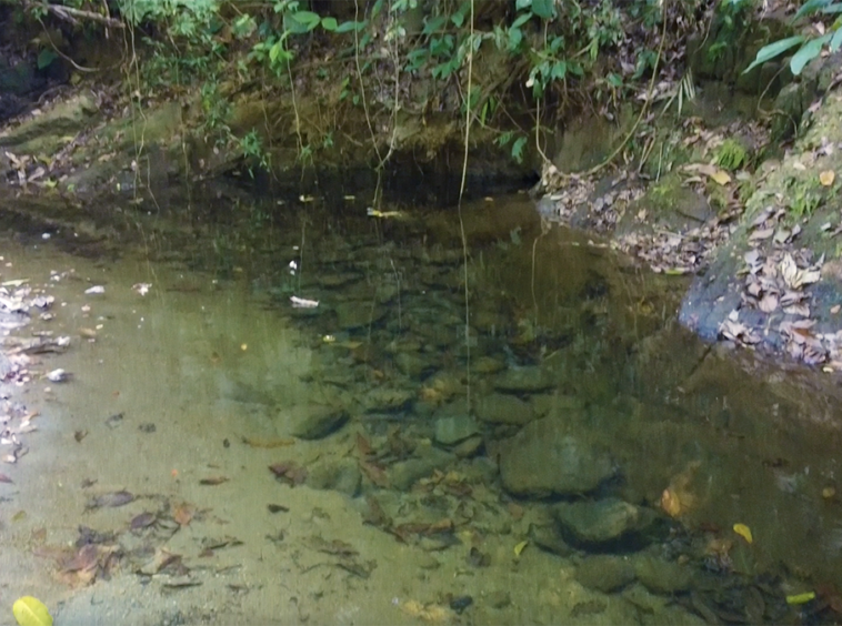 cuervito-pavones-finca-dulce-pure-water