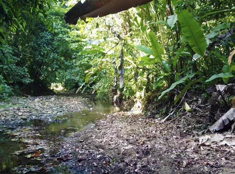 cuervito-pavones-finca-dulce-pure-water