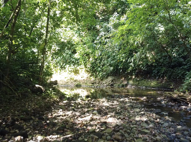 cuervito-pavones-finca-dulce-pure-water