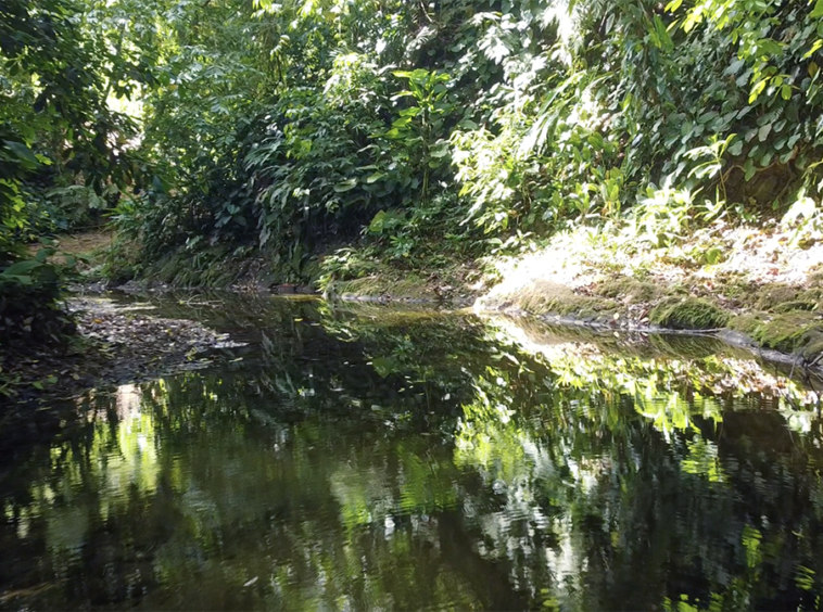 cuervito-pavones-finca-dulce-pure-water