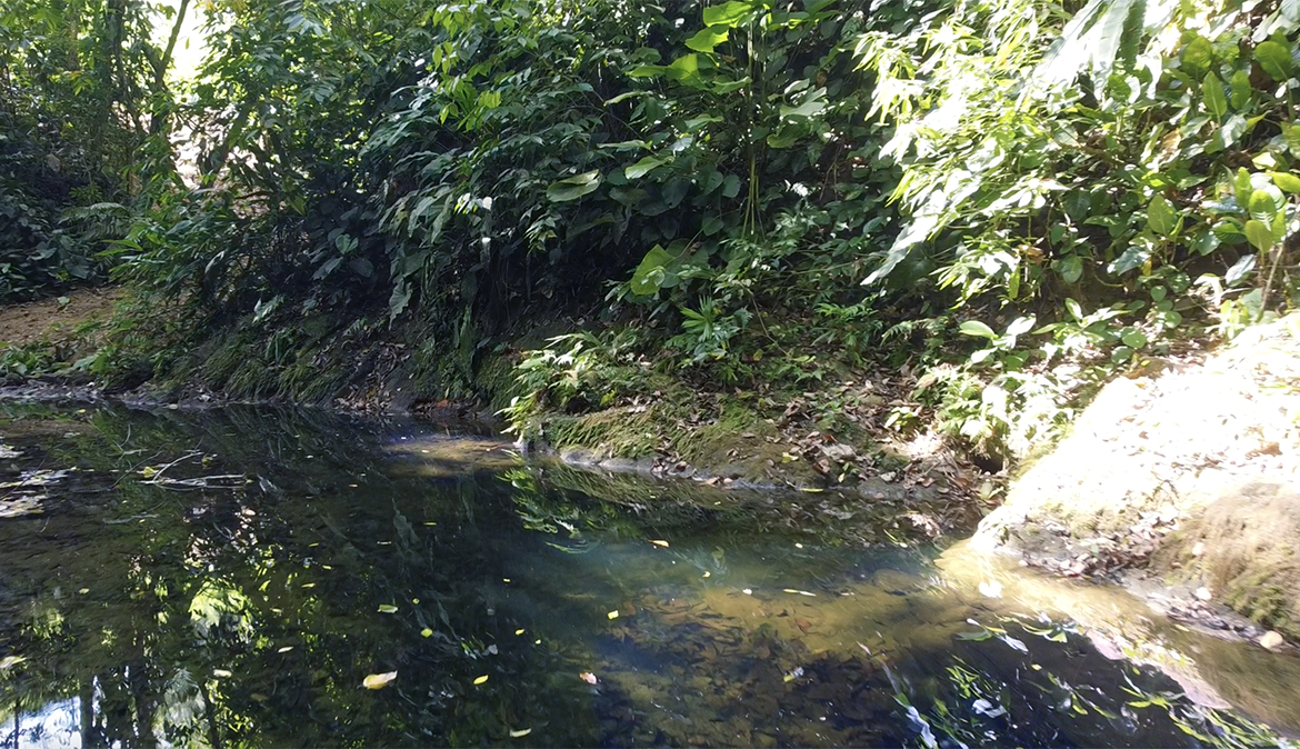 cuervito-pavones-finca-dulce-pure-water