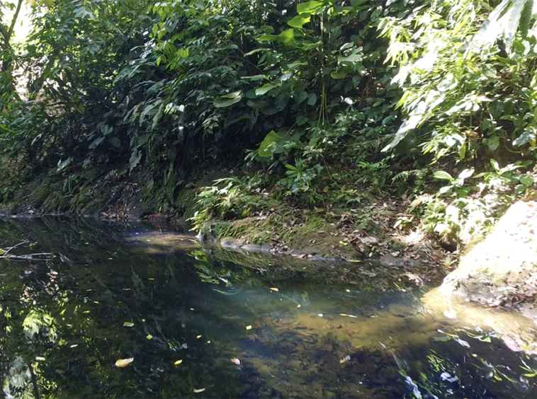 cuervito-pavones-finca-dulce-pure-water