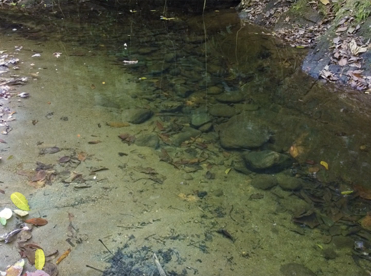 cuervito-pavones-finca-dulce-pure-water
