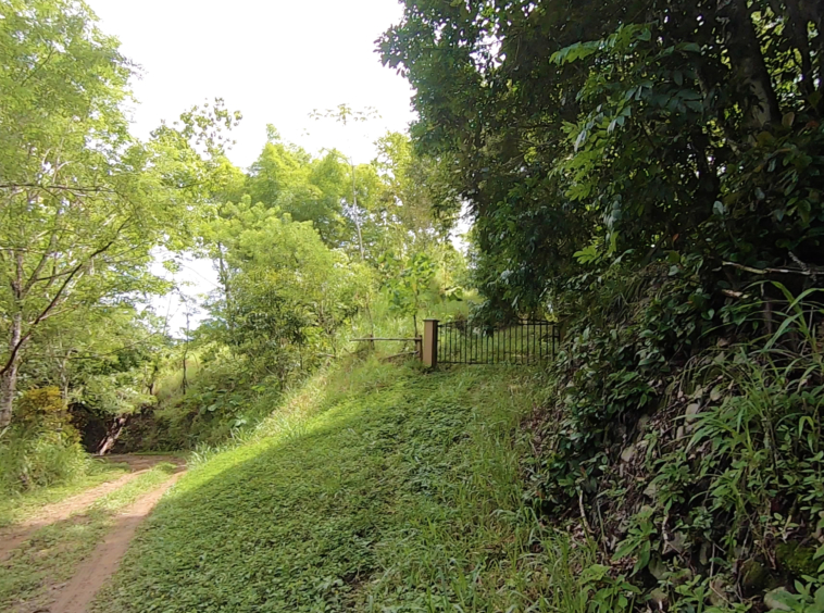 vista-dulce-finca-norte-pavones-1