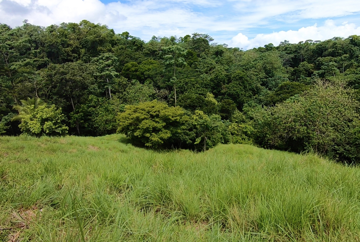 vista-dulce-finca-norte-pavones-1