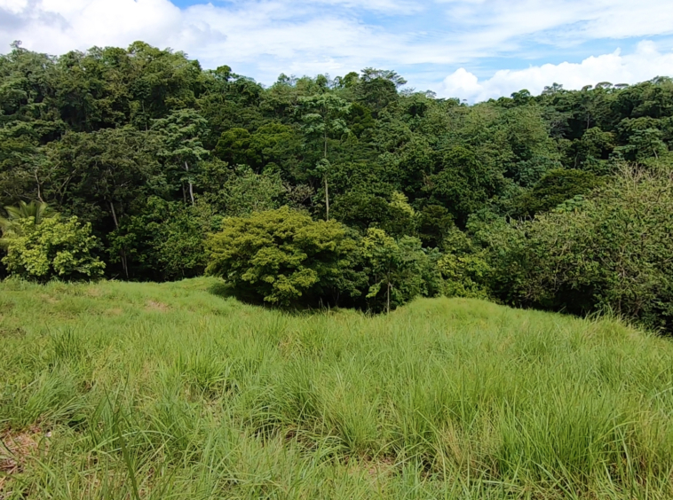 vista-dulce-finca-norte-pavones-1