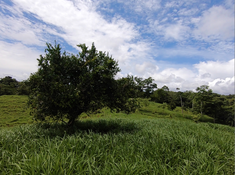 vista-dulce-cuervito-pavones-20-acre-finca