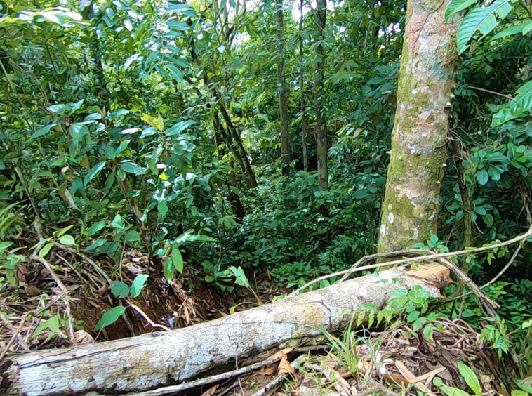 vista-dulce-cuervito-pavones-20-acre-finca