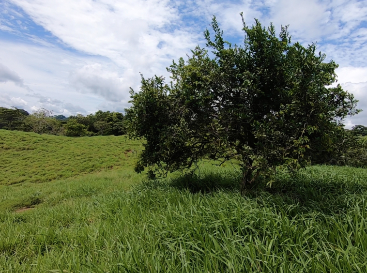 vista-dulce-cuervito-pavones