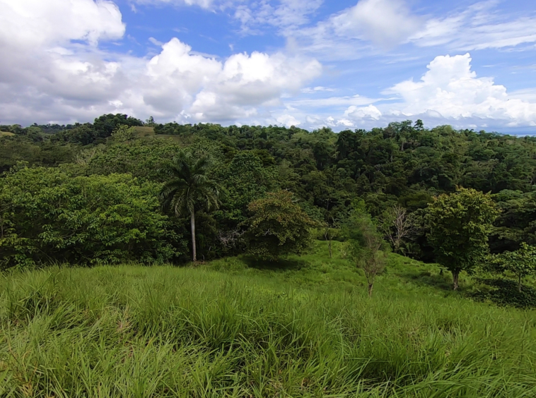 vista-dulce-cuervito-pavones-20-acre-finca