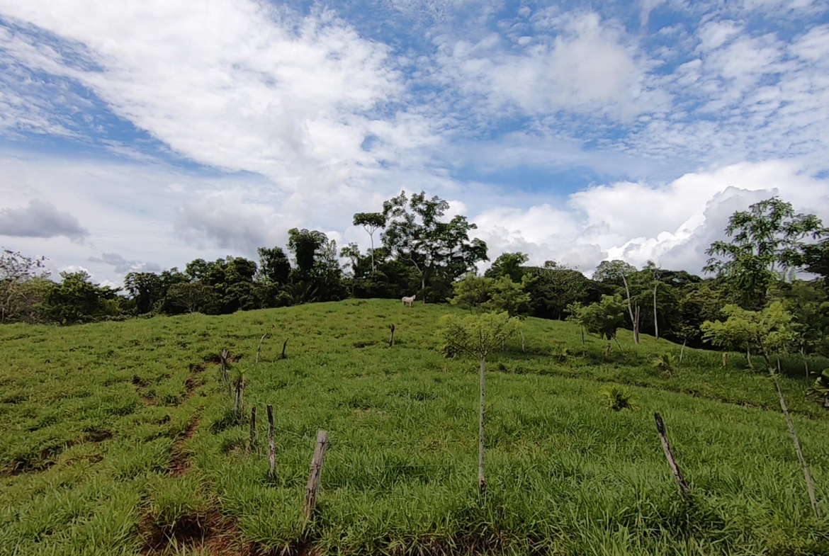 vista-dulce-cuervito-pavones-20-acre-finca