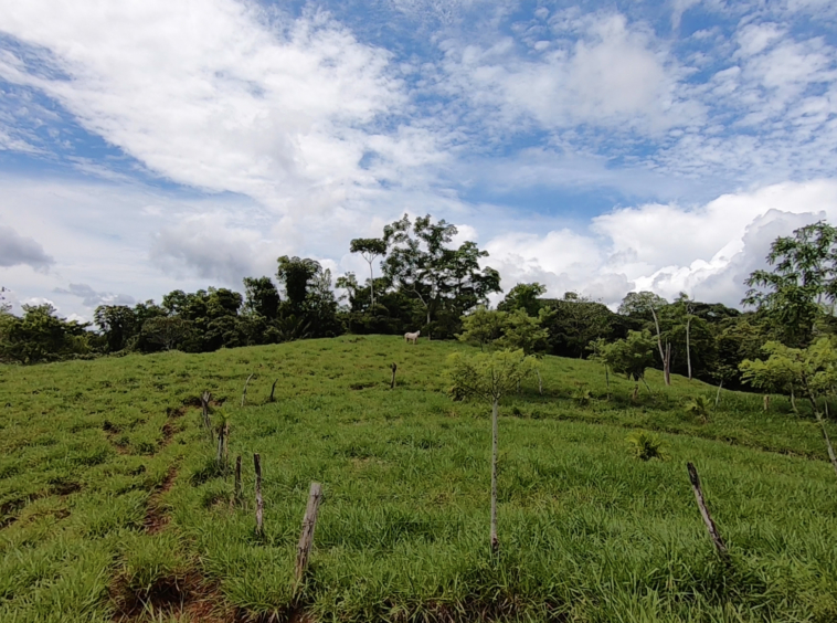 vista-dulce-cuervito-pavones-20-acre-finca