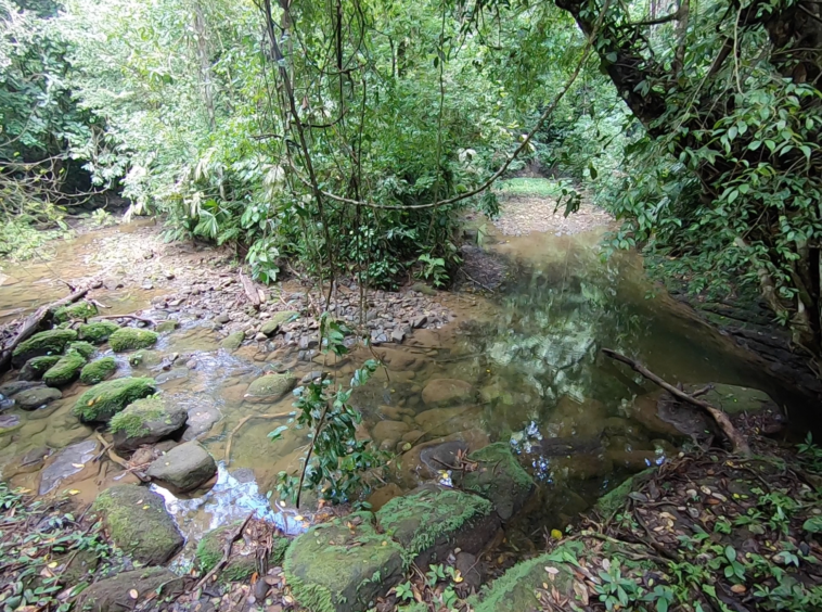 vista-dulce-finca-pavones-cuervito-river