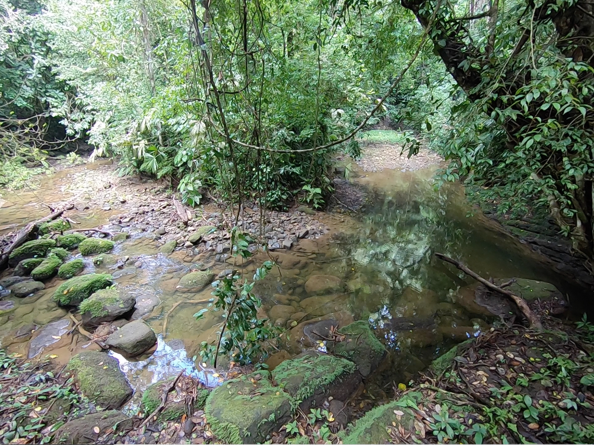 vista-dulce-finca-pavones-cuervito-river