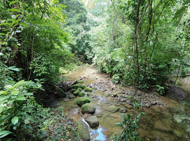 vista-dulce-finca-pavones-cuervito-river