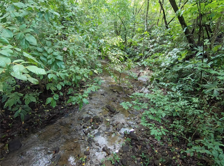 vista-dulce-finca-pavones-cuervito-river