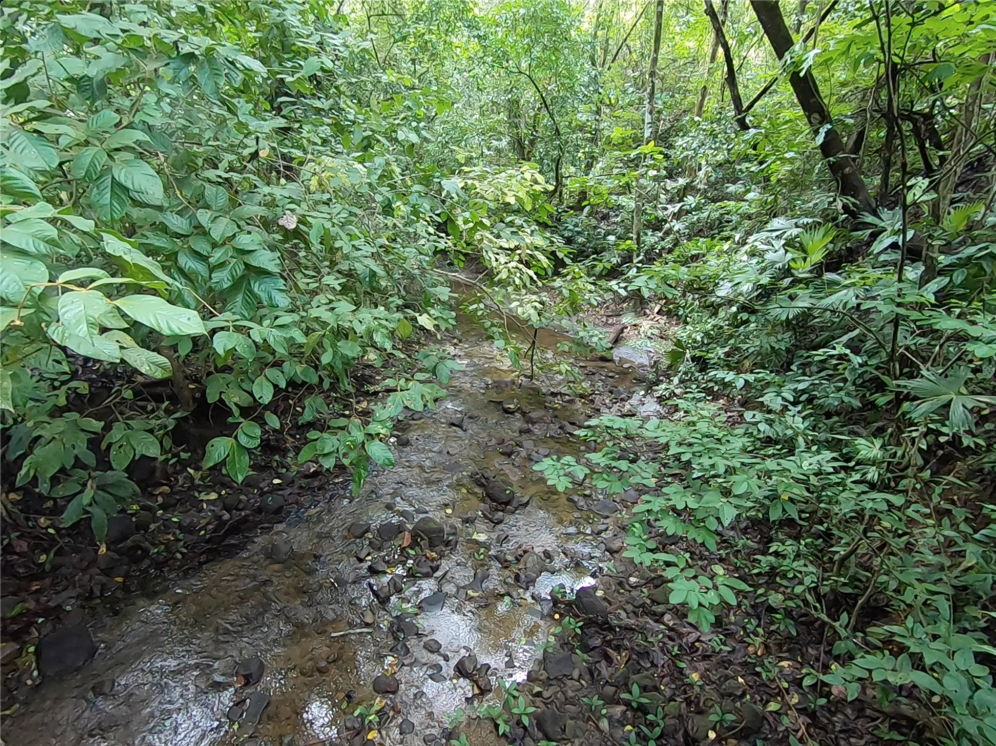 vista-dulce-finca-pavones-cuervito-river