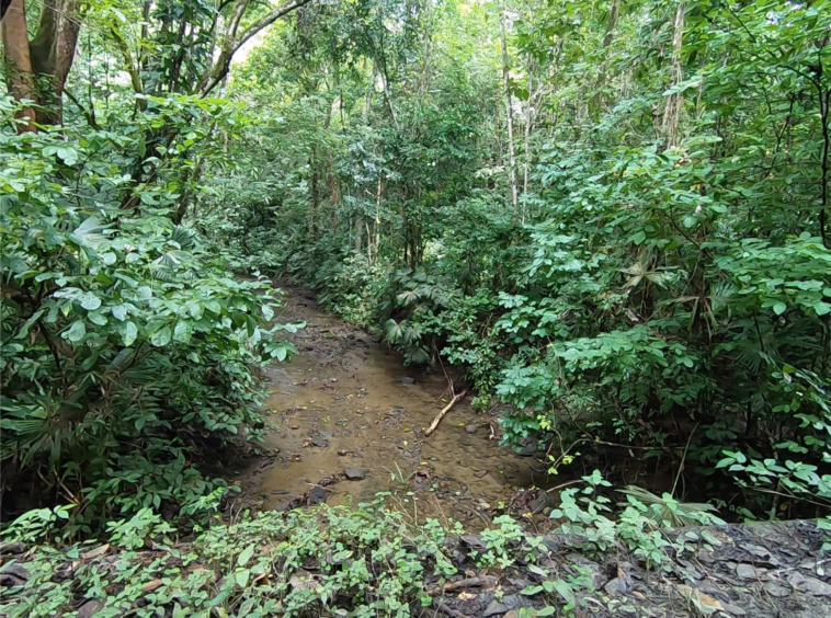 vista-dulce-finca-pavones-cuervito-river
