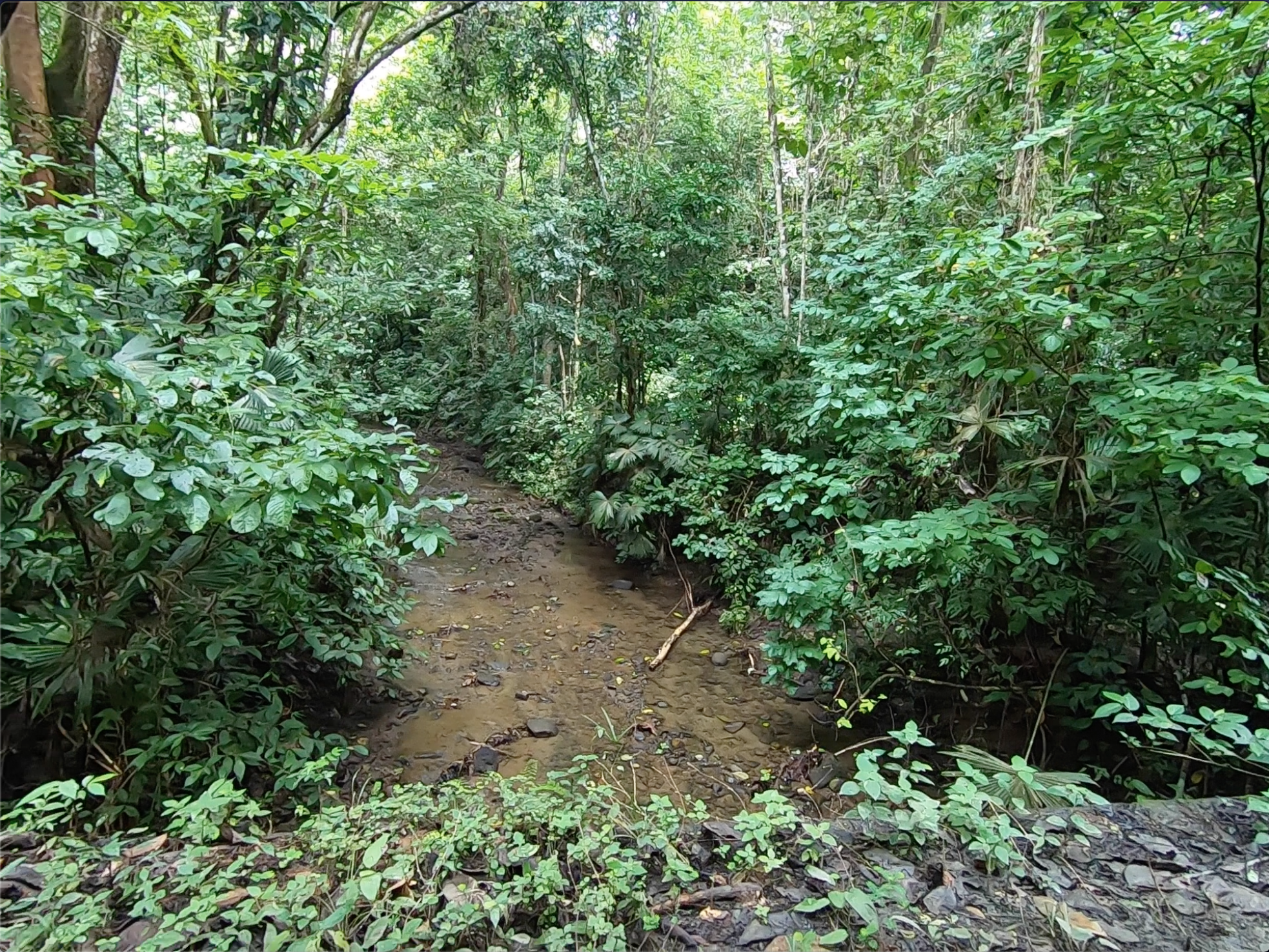 vista-dulce-finca-pavones-cuervito-river