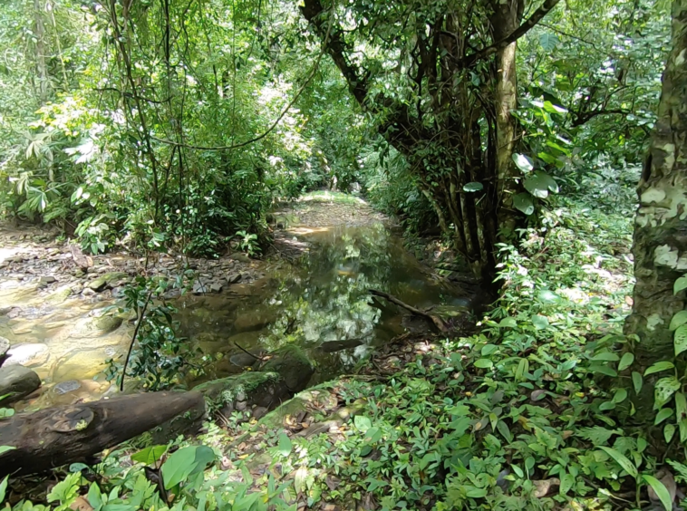 vista-dulce-finca-pavones-cuervito-river