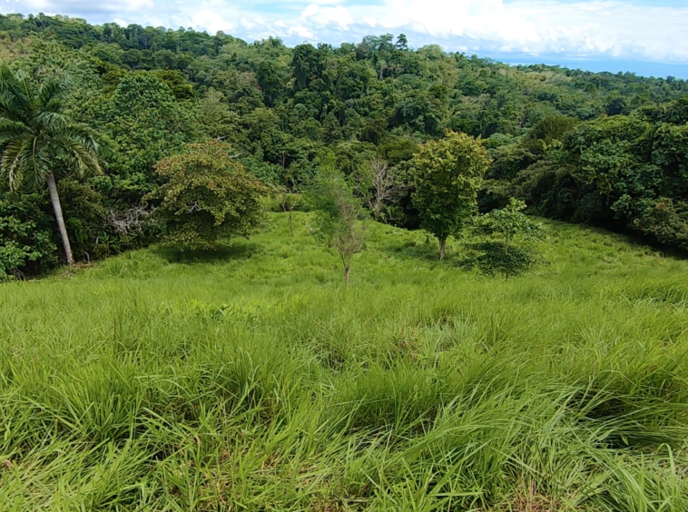 vista-dulce-pavones-20-acre-finca-1-2