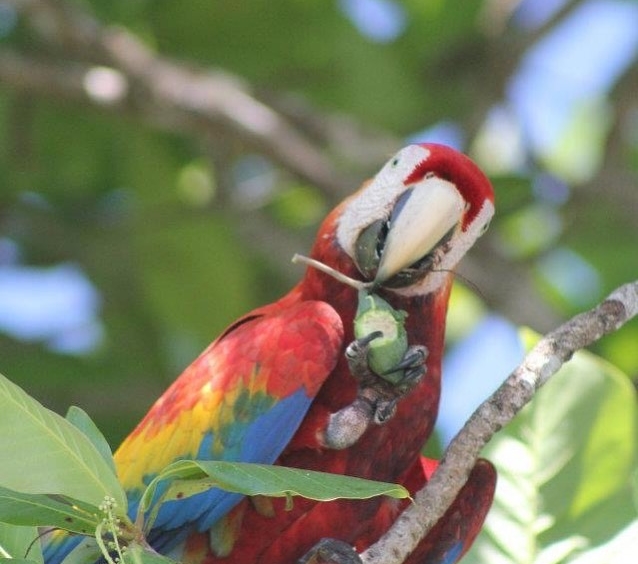 coconut-shakk-pavones-costa-rica