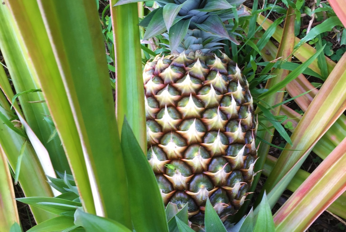 coconut-shakk-pavones-costa-rica