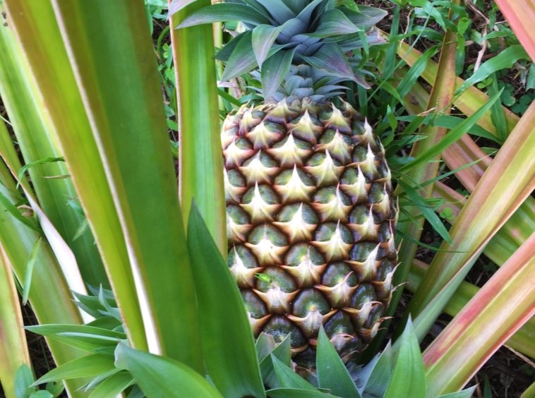 coconut-shakk-pavones-costa-rica