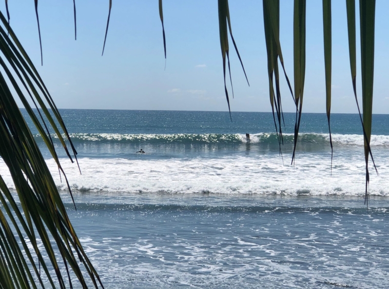 coconut-shakk-pavones-costa-rica
