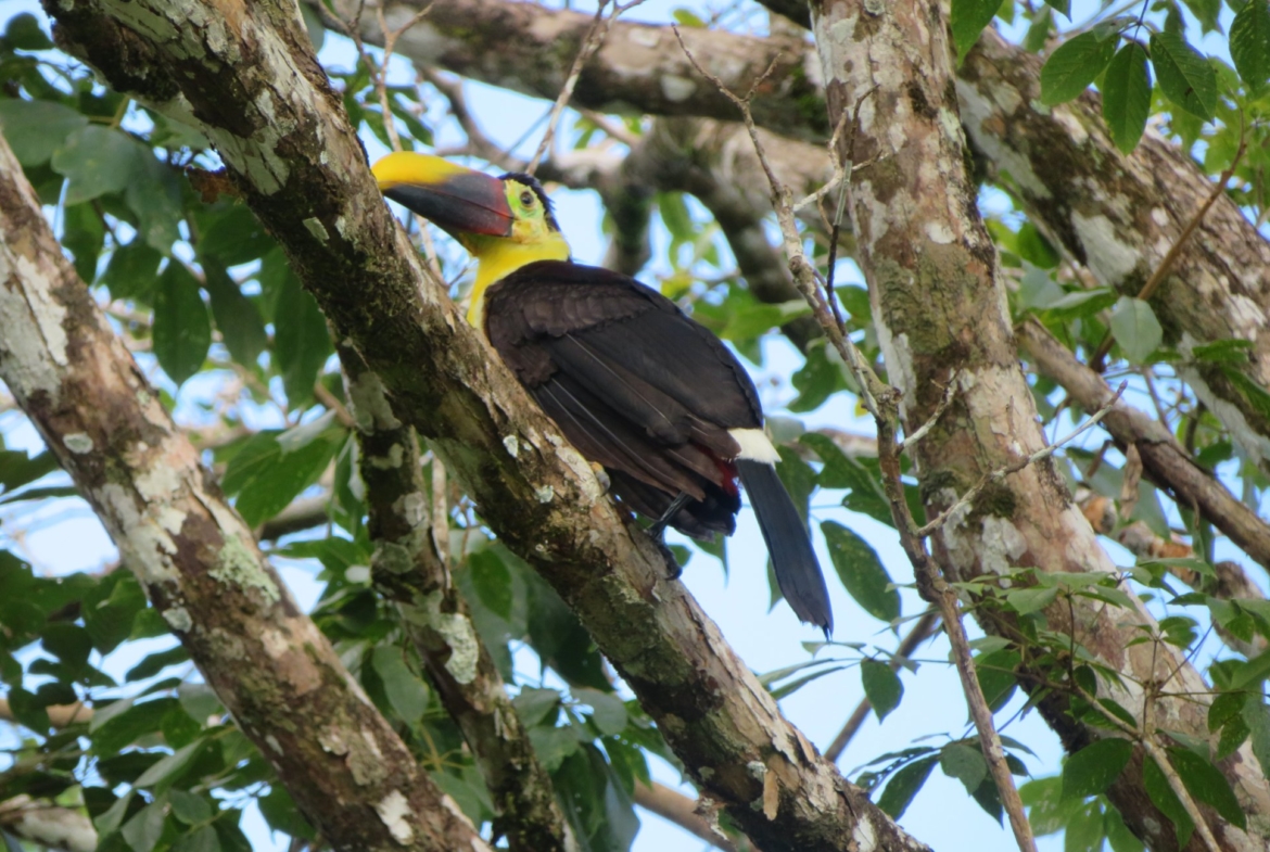 coconut-shakk-pavones-costa-rica