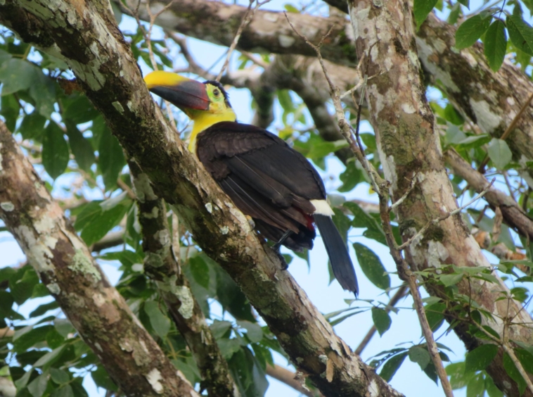 coconut-shakk-pavones-costa-rica