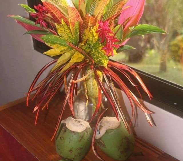 coconut-shakk-pavones-costa-rica