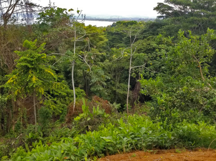 pilon-pavones-ocean-view-lot