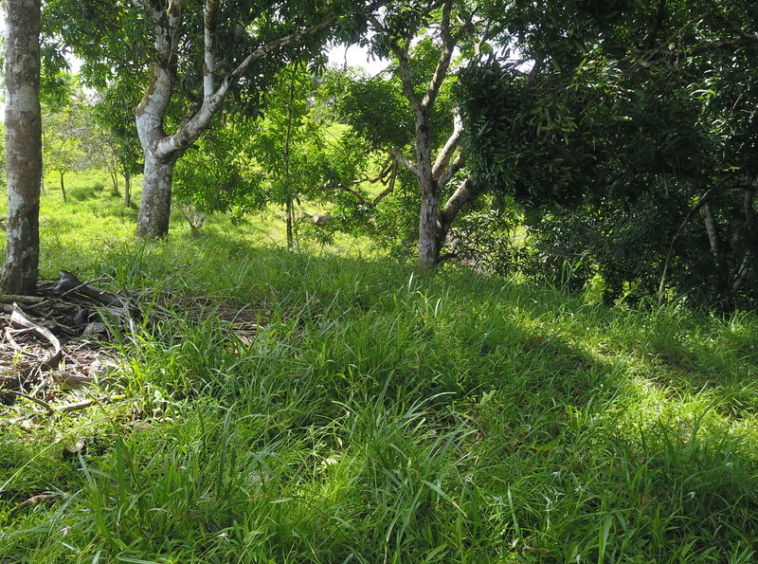 vista-dulce-finca-sur-pavones-cuervito-ocean-view