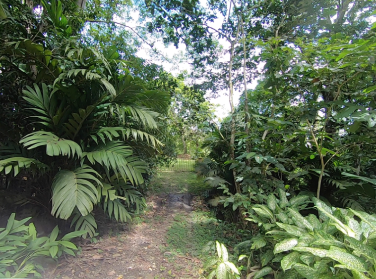 vista-dulce-finca-sur-pavones-cuervito-ocean-view