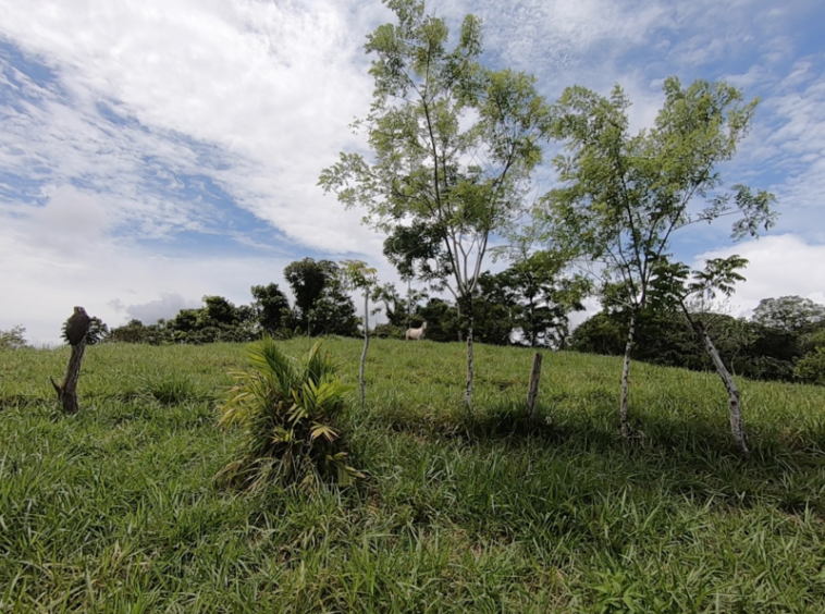 vista-dulce-finca-sur-pavones-cuervito-ocean-view