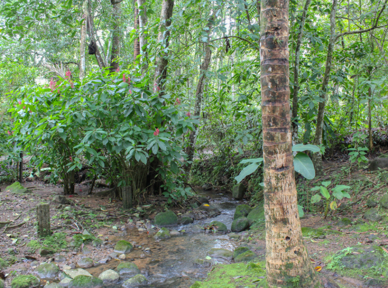 Lucrative-Bed-and-Breakfast-in-Ojochal