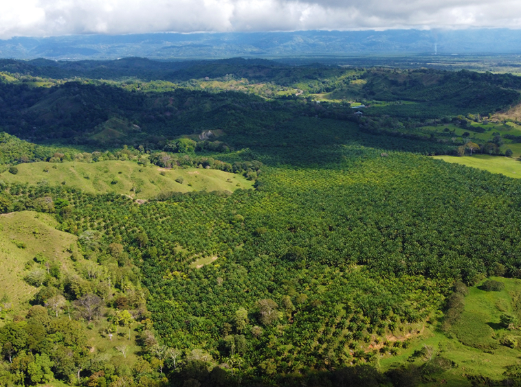 finca-rio-coto-gofito