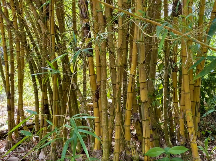 finca-rio-coto-golfito-costa-rica