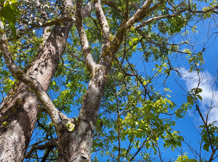finca-rio-coto-golfito-costa-rica