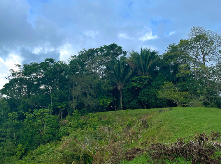 finca-rio-coto-gofito