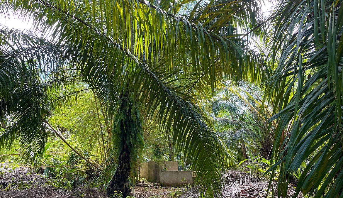 finca-rio-coto-gofito