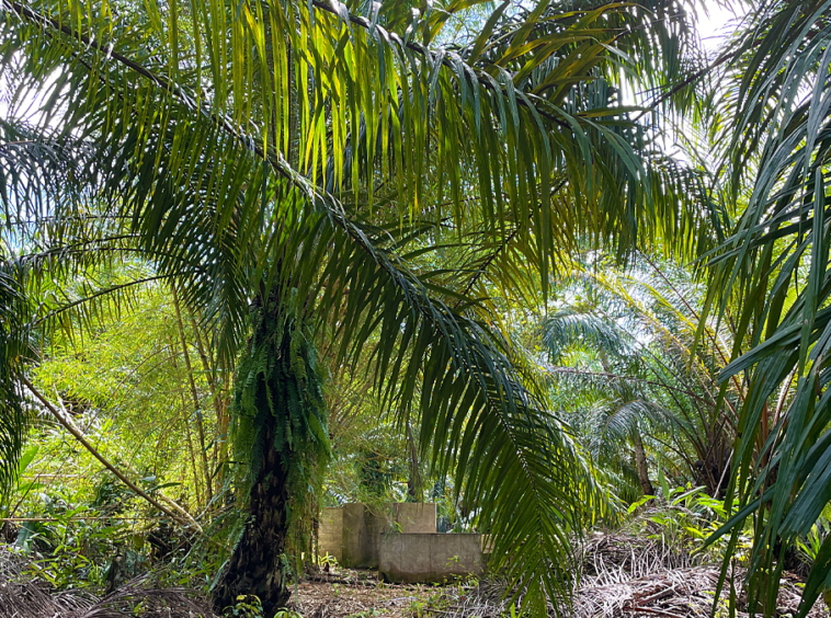 finca-rio-coto-gofito