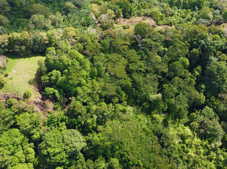 finca-rio-coto-gofito