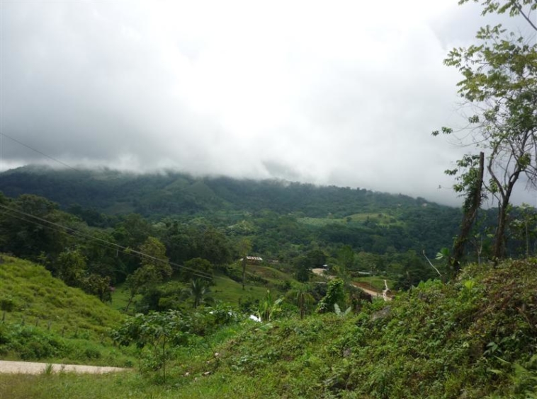 golfito-income-producing-palm-farm