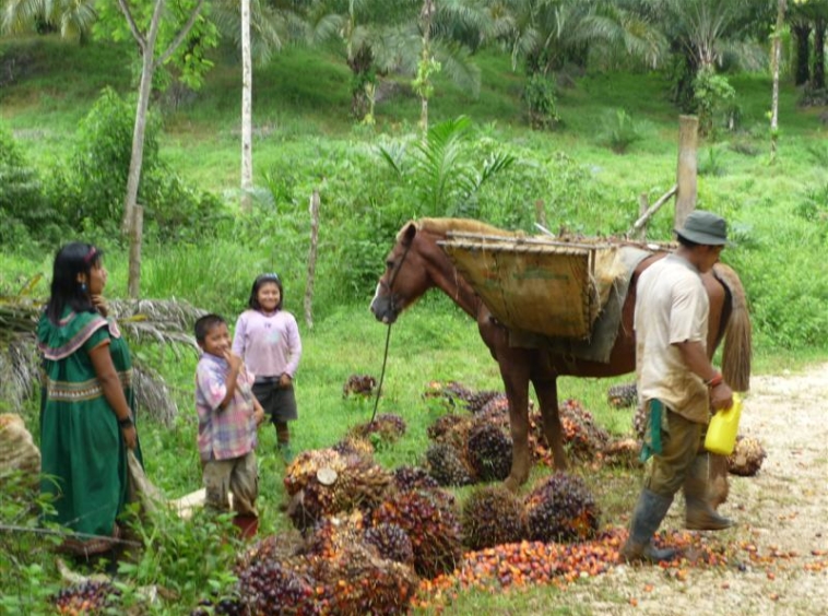 golfito-income-producing-palm-farm