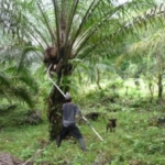 golfito-income-producing-palm-farm