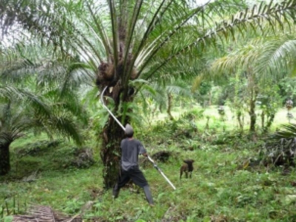 golfito-income-producing-palm-farm